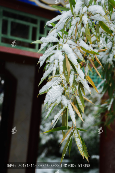 樹葉落雪