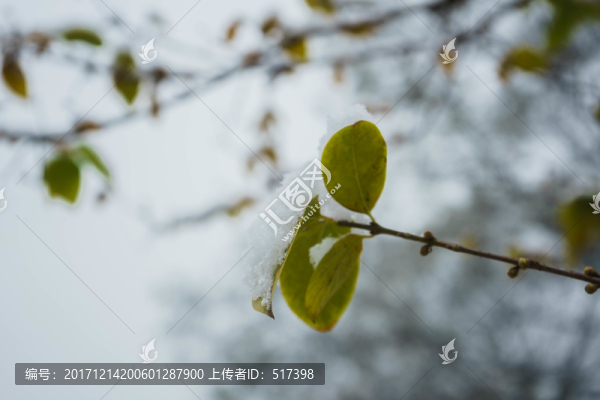 樹(shù)葉落雪