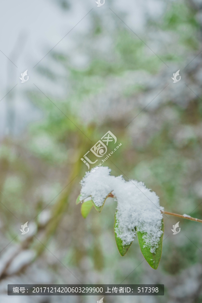 樹葉落雪