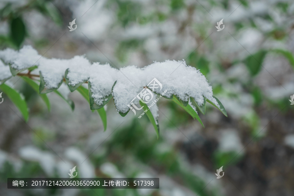 樹(shù)葉落雪