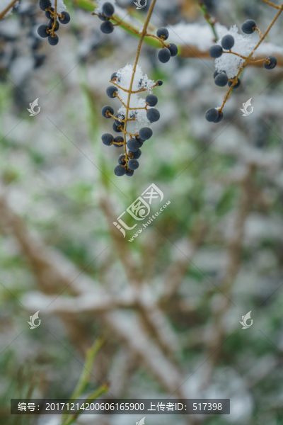 樹葉落雪