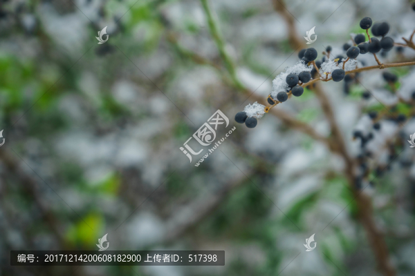 樹葉落雪