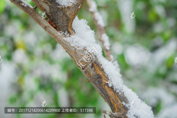 樹葉落雪