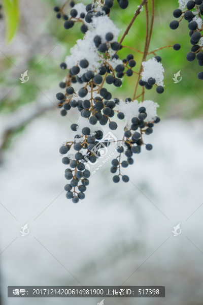 樹葉落雪