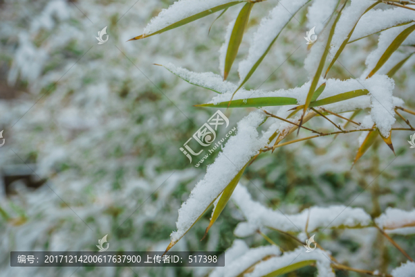 樹(shù)葉落雪