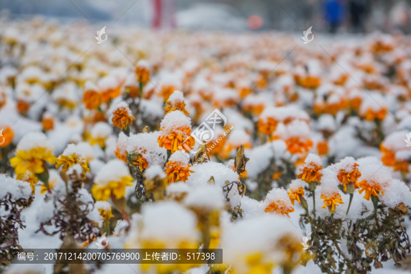 雪