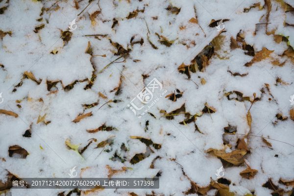 雪地