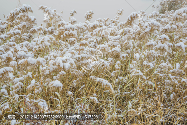 雪蘆葦