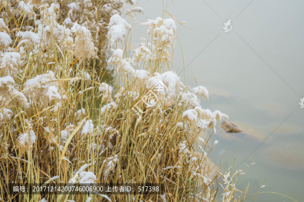 雪蘆葦