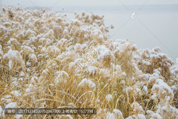 雪蘆葦