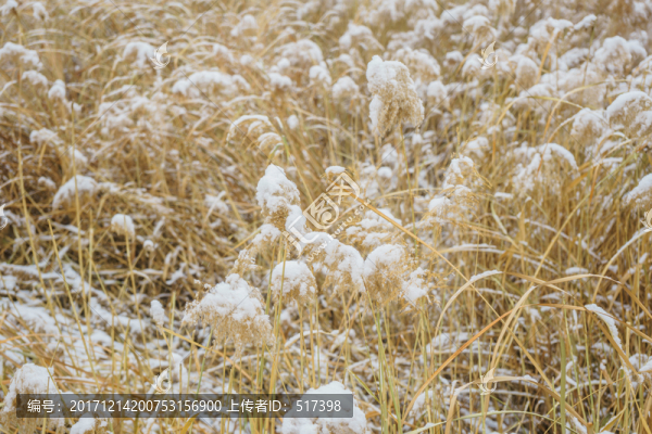 雪蘆葦