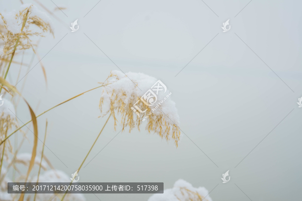 雪蘆葦