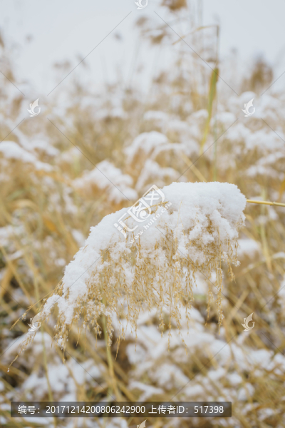 雪蘆葦