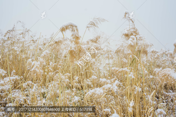 雪蘆葦