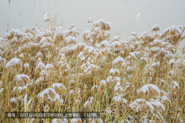 雪蘆葦