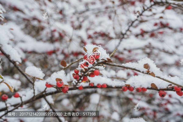 雪下紅果