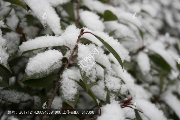 葉上落雪