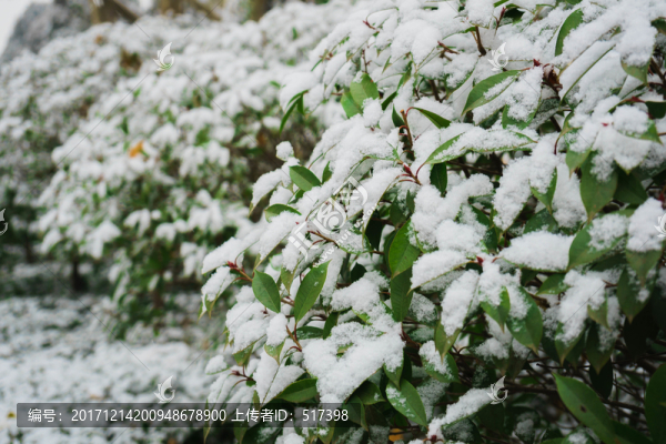 葉上落雪