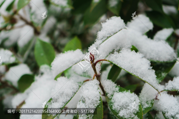葉上落雪
