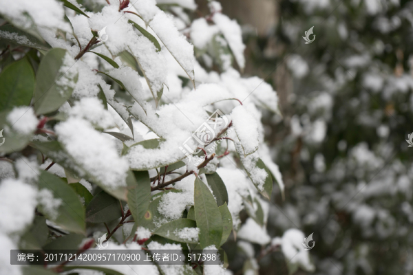 葉上落雪