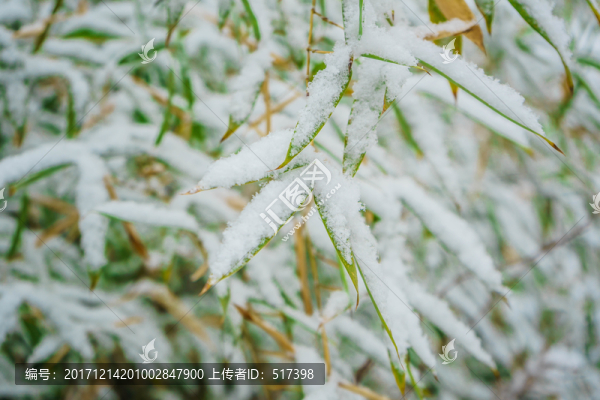 葉上落雪