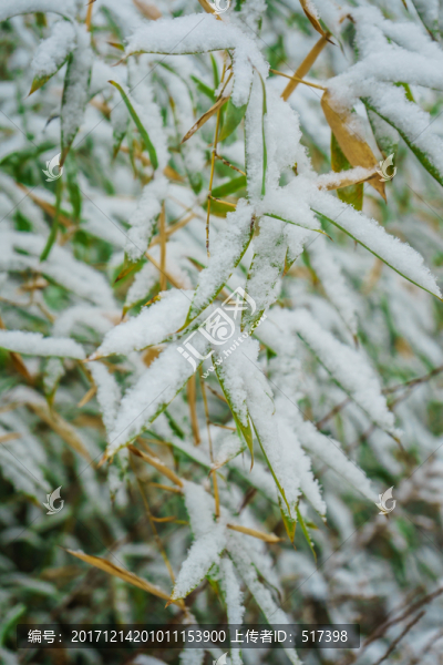 葉上落雪