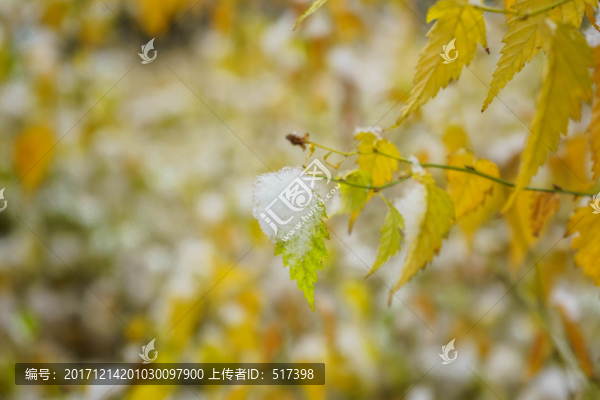 葉上落雪