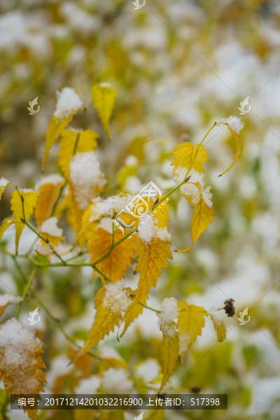 葉上落雪