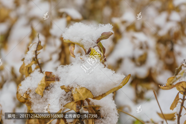 葉子落雪