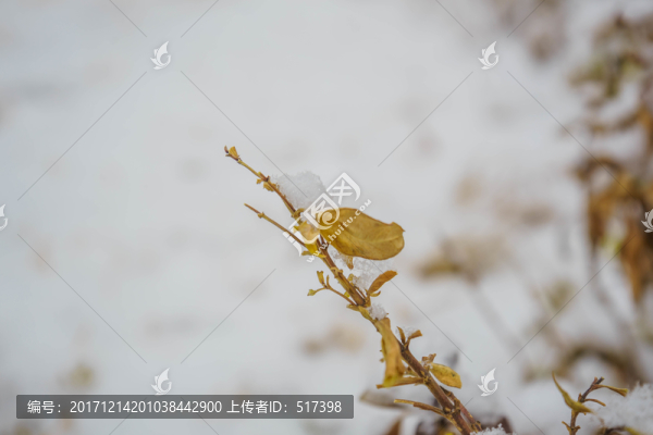 葉子落雪