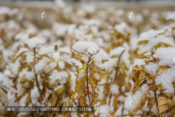 葉子落雪