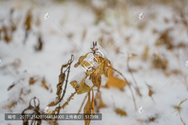 葉子落雪