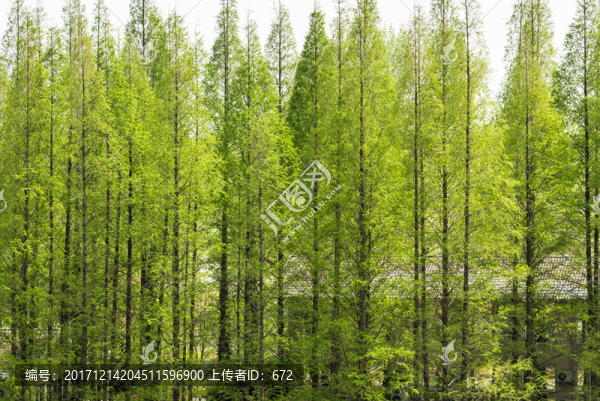杉樹林