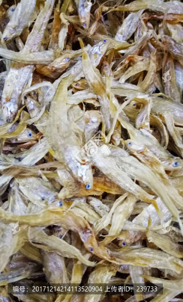 毛花魚
