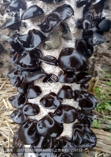 木耳5
