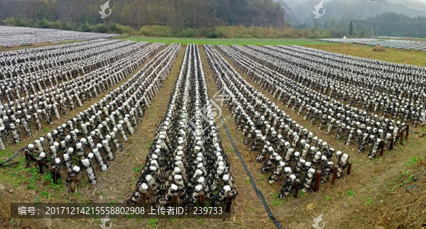 木耳田