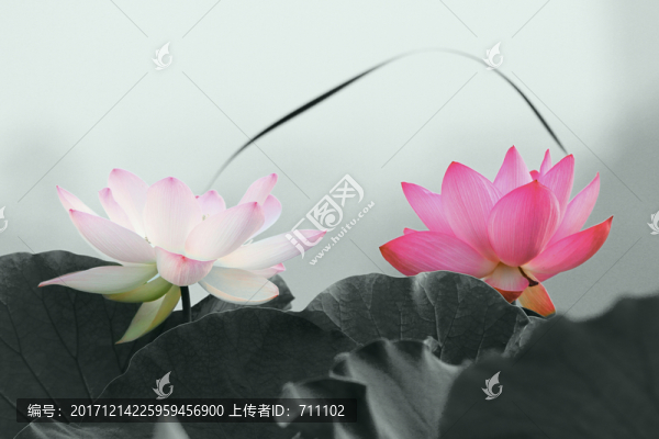 并蒂蓮,無框畫