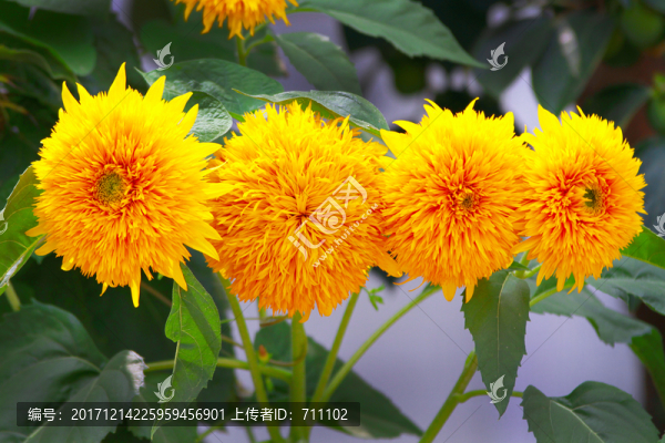 向日葵,無框畫
