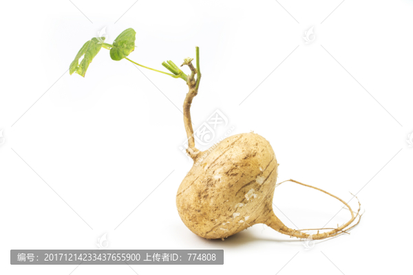 芒光,涼薯,豆薯
