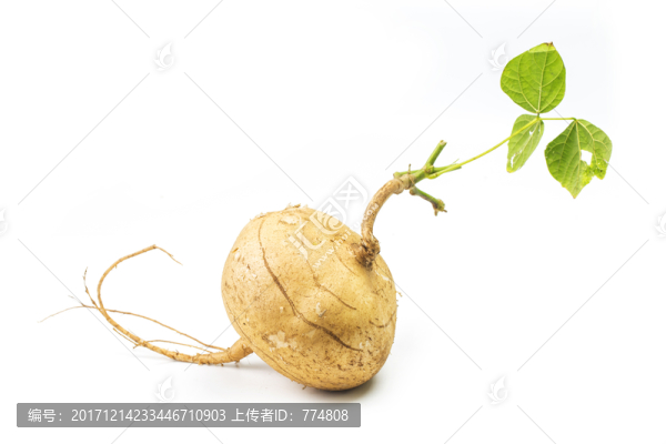 芒光,涼薯,豆薯