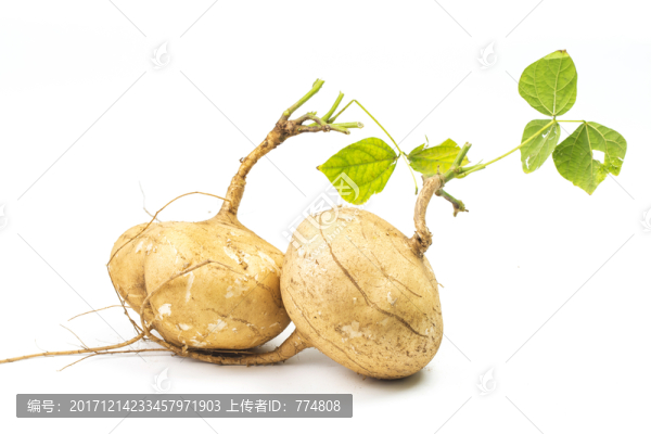 芒光,涼薯,豆薯