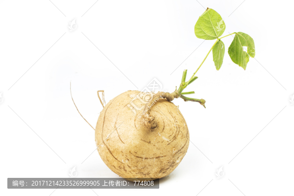 芒光,涼薯,豆薯