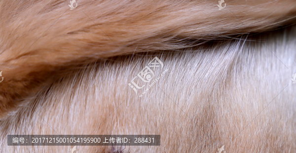 毛發(fā)金毛