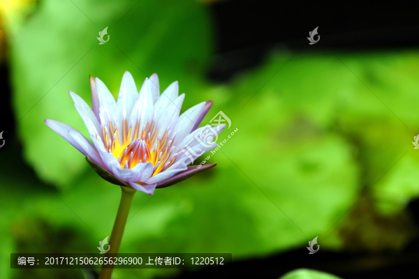 發(fā)出光
