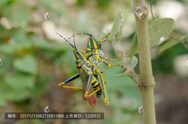 木頭支架