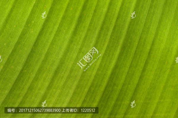 美麗的
