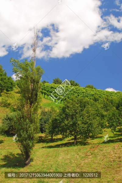 ？在leutschach附近的styrian托斯卡納葡萄酒風(fēng)景