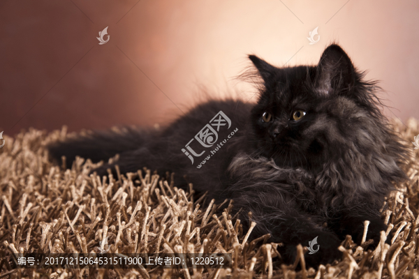 動物
