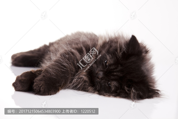 動物