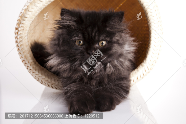 動物